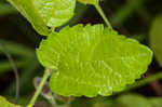 Dwarf hackberry